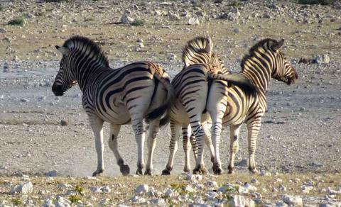 Zebras im Etosha Nationalpark 