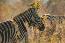 Zebra in der Morgensonne - Kalahari Calling UG