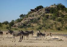 Zebras am Dolmietpunt Wasserloch