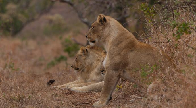 Löwenmutter mit ihren Soehnen - Manyoni Game Reserve