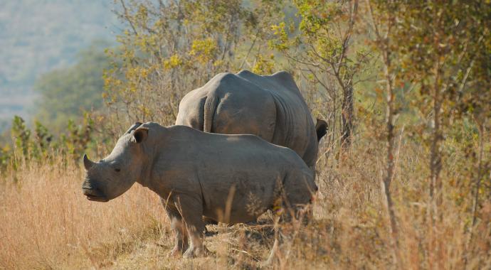 Mother and Calf Rhino