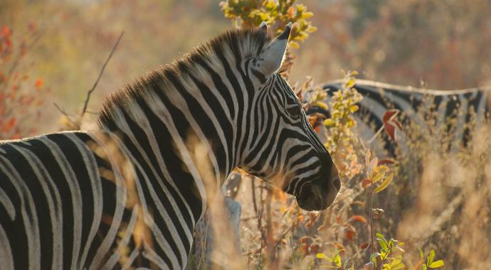 Zebra in der Morgensonne - Kalahari Calling UG