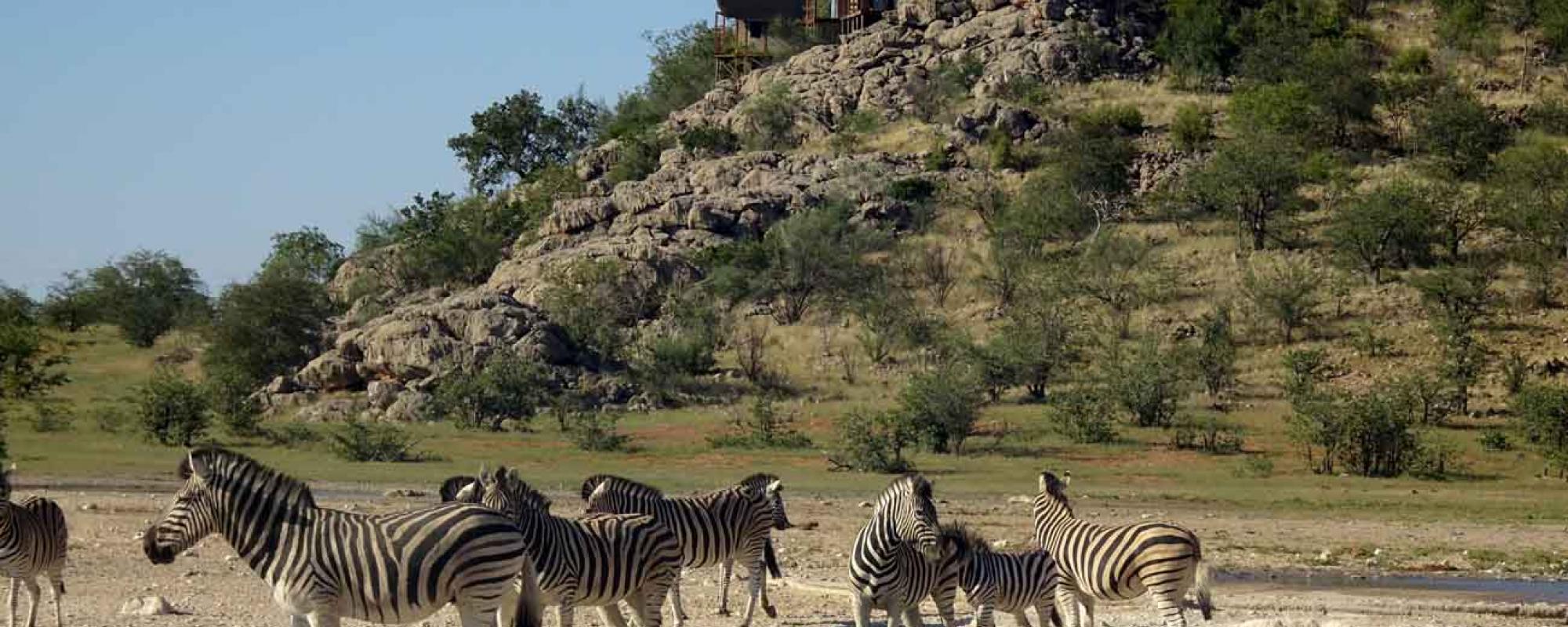 Zebras am Dolmietpunt Wasserloch