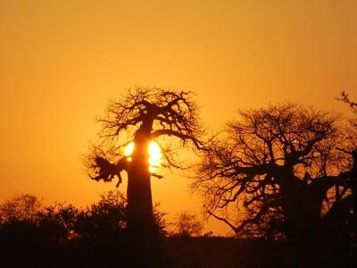 Pafuri Baobabs im Norden des Krüger Nationalparks
