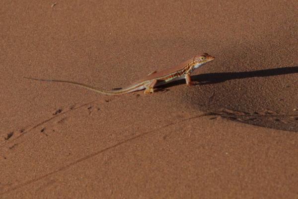 Shovel snouted lizard - Namib Desert