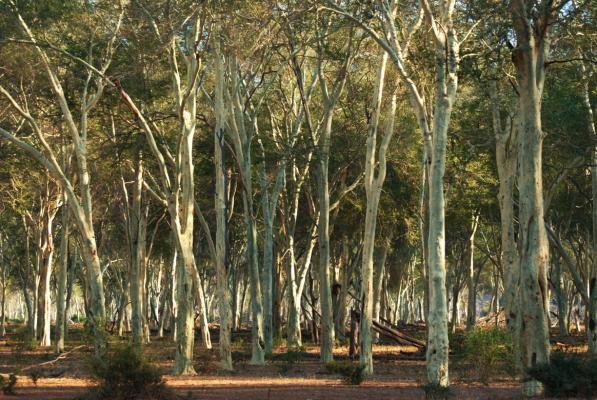 Der berühmte Fieberbaum Wald in Pafuri, Krüger NP in Südafrika - © Kalahari Calling