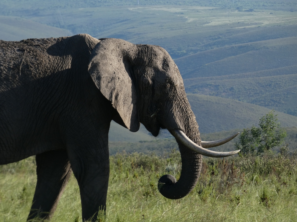 Elefant in der hügeligen Landschaft des Gondwana Game Reserves