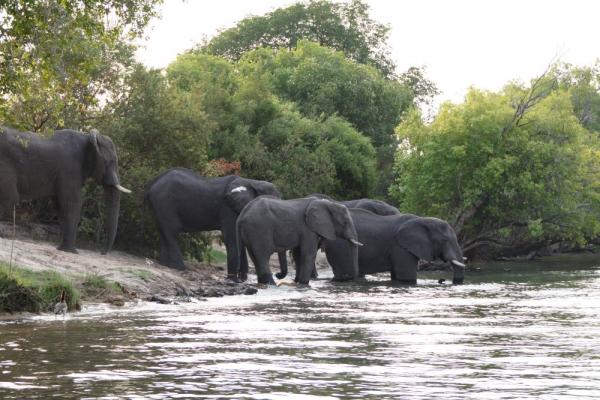 Elefanten durchschwimmen den Sambesi Fluss von Simbabwe nach Sambia