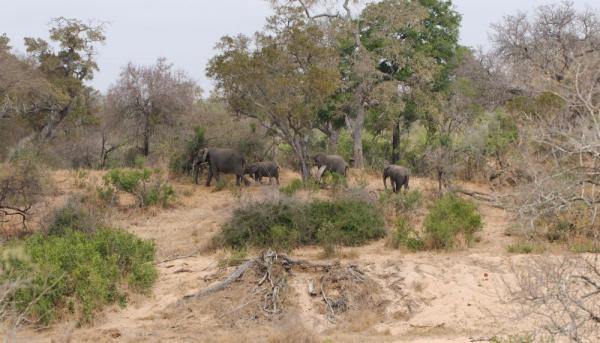 Elefanten im Trockenflussbett im Krüger Nationalpark in Südafrika
