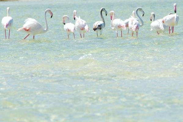 Flamingos im Lake Kosi - iSimangaliso Wetlands