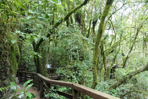 Forest Walk, Graskop Gorge, Südafrika