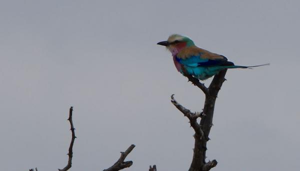 Gabelracke - farbenfrohe Vögel auf Safari in Südafrika entdecken