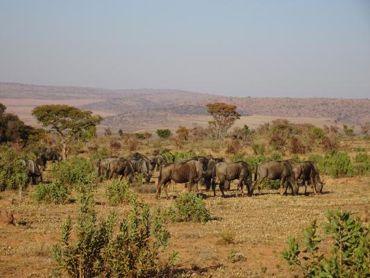 Gnuherde im Welgevonden Game Reserve - Kalahari Calling