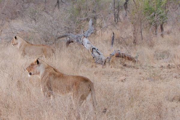 Löwen auf Jagd nahe Lower Sabie im Krüger Nationalpark - Kalahari Calling Reise