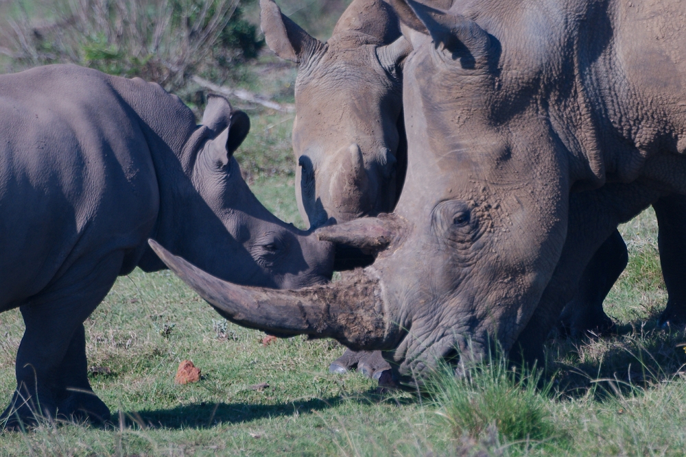 Nashörner im Gondwana Game Reserve