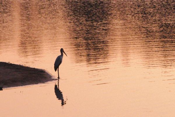 Nimmersatt Strorch im Sonnenuntergang im Krüger Nationalpark, Südafrika