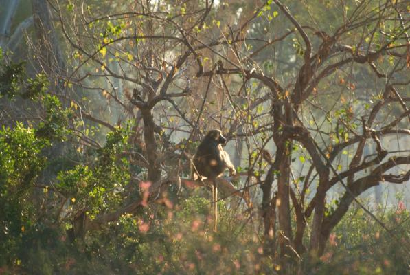 Pavian in der Morgensonne - Selbstfahrer Südafrika im Krüger Wildschutzgebiet