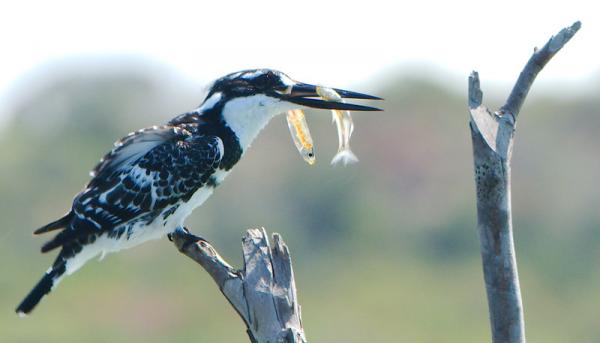 Pied Kingfisher - iSimangaliso Wetlands Nationalpark