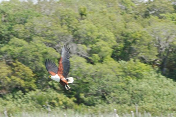 Schreiseeadler - Safari und Strand Südafrika