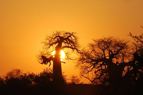Sonnenuntergang  mit Affenbrotbaum in Pafuri im Krüger Nationalpark in Südafrika  - Selbstfahrer Südafrika Kalahari Calling