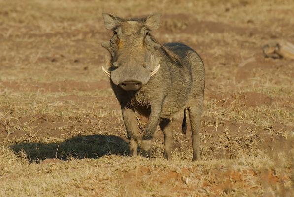 Warzenschwein - Welgevonden Kalahari Calling