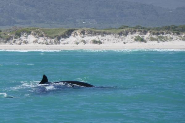 Whale Watching with Marine Dynamics ©Kalahari Calling