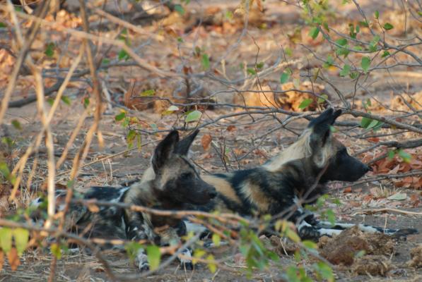 Wildhunde im Krüger Nationalpark © Selbstfahrer Kalahari Calling