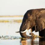Elefant an der Chobe Riverfront in Botswana © Bruce Taylor