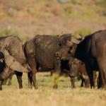 Büffel grasen an der Chobe Riverfront in Kasane, Botswana 