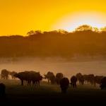 Büffel in Simbabwe im Hwange Nationalpark 