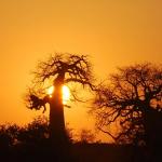 Pafuri Baobabs im Norden des Krüger Nationalparks