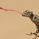 Chamäleon in der Namib Wüste