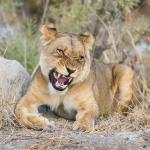 Junge Löwin - unterwegs auf der Löwen Tour mit Kalahari Calling