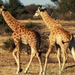 Giraffen im Tuli Block - Selbstfahrer Camping Rundreise Botswana