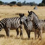 Zebras im Moremi Nationalpark - Selbstfahrer Safari in Botswana