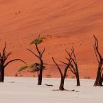 Versteinerte Bäume im Deadvlei 