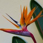Drachenblumen in Südafrika - Südafrika und Mauritius Reise 