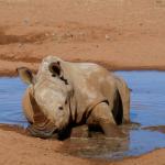 Ein Nashorn genießt ein Schlammbad - Namibia Reise