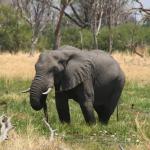 Elefant im Okavango Delta - auf Safari mit Kalahari Calling