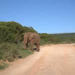 Begegnung mit Elefanten an der Straße im Nationalpark in Südafrika