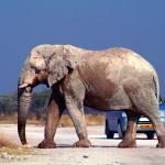 Ein Elefant überquert die Straße im Etosha Nationalpark in Namibia 