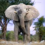 Elefant im Onguma private Game Reserve in Namibia 