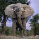 Elefant im Onguma private Game Reserve in Namibia 