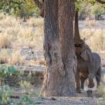Elefant in der Hobatere Concessing