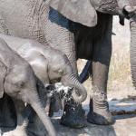 Elefanten - Kalahari Calling ©