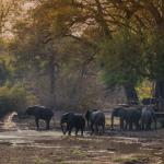 Elefanten Besuch im Kanga Camp in Mana Pools 