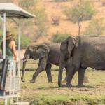 Elefanten am Chobe River - Bootstour mit der Jackalberry Chobe Lodge 
