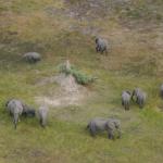 Elefanten im Okavango Delta - Szenischer Rundflug