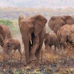 Elefanten im Manyoni Game Reserve - Leopard Mountain Lodge 