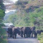 Elefanten in den Eastern Shores im südlichen iSimangaliso